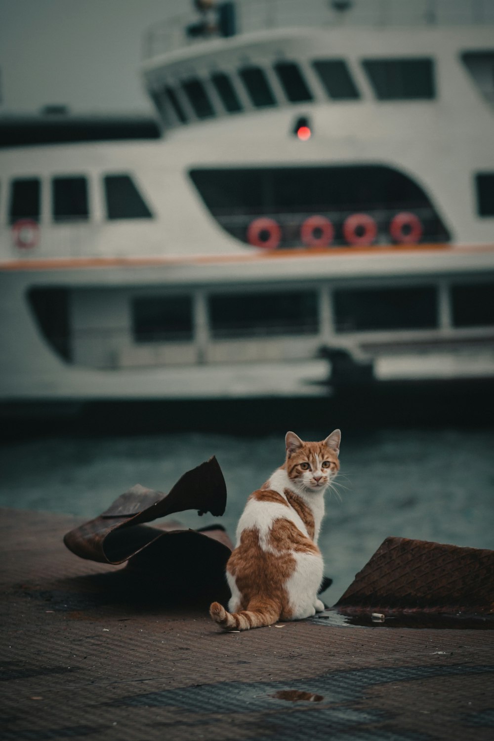 weiße und braune Katze auf braunem Holztisch