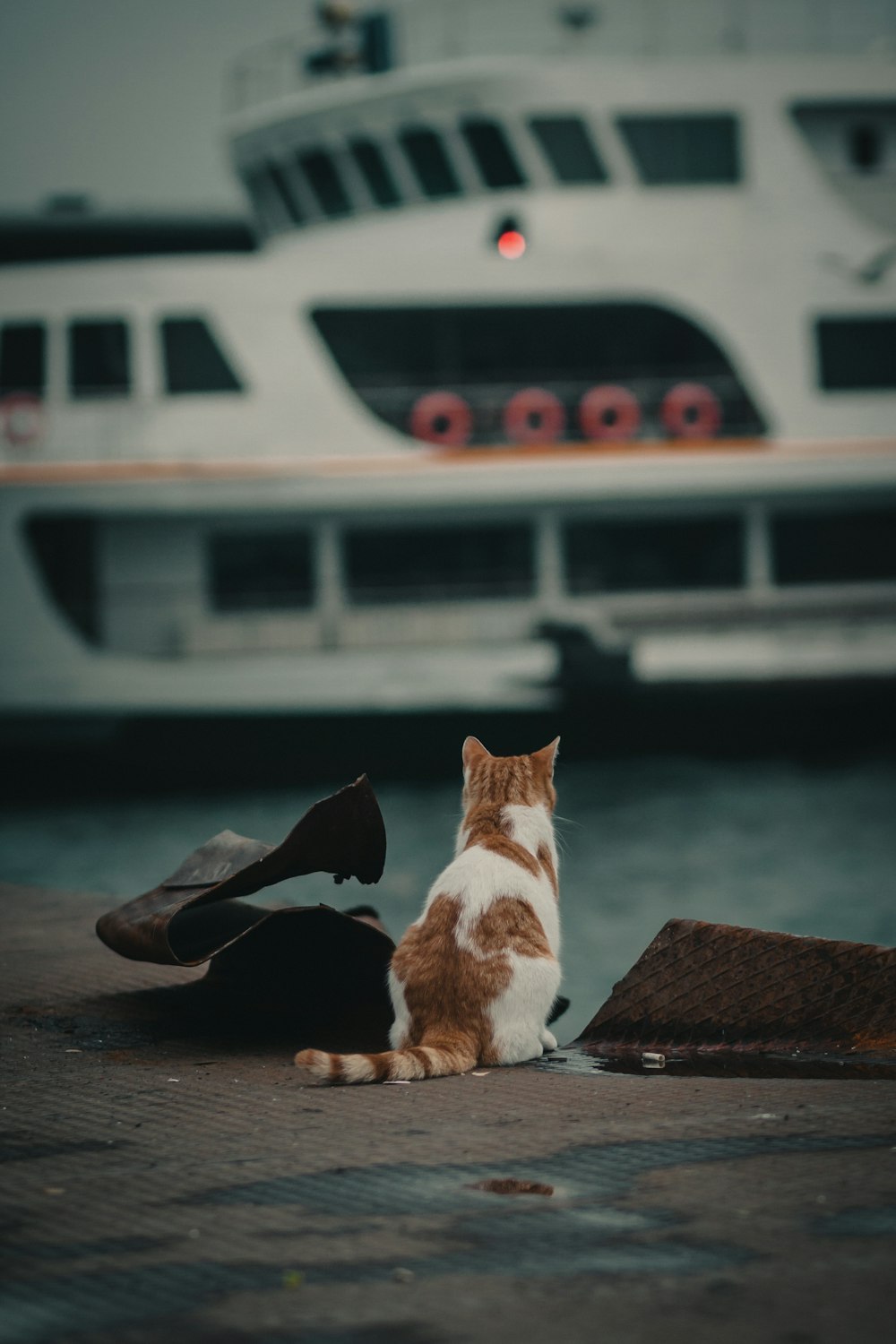 orange and white cat lying on brown wooden plank