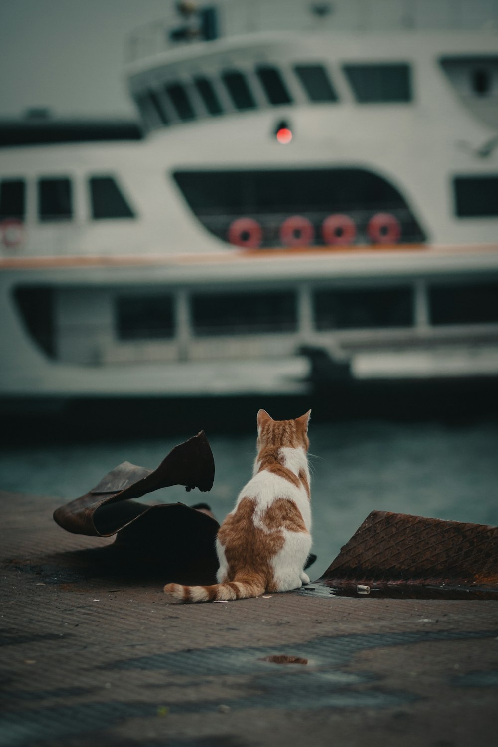 茶色の木の板に横たわるオレンジと白の猫