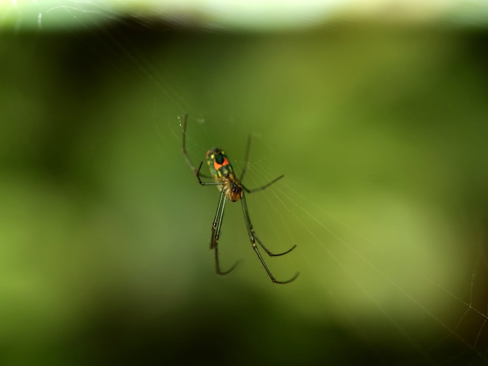 brown and black spider on web in close up photography during daytime