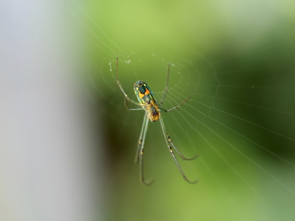 yellow and black spider on web in close up photography during daytime