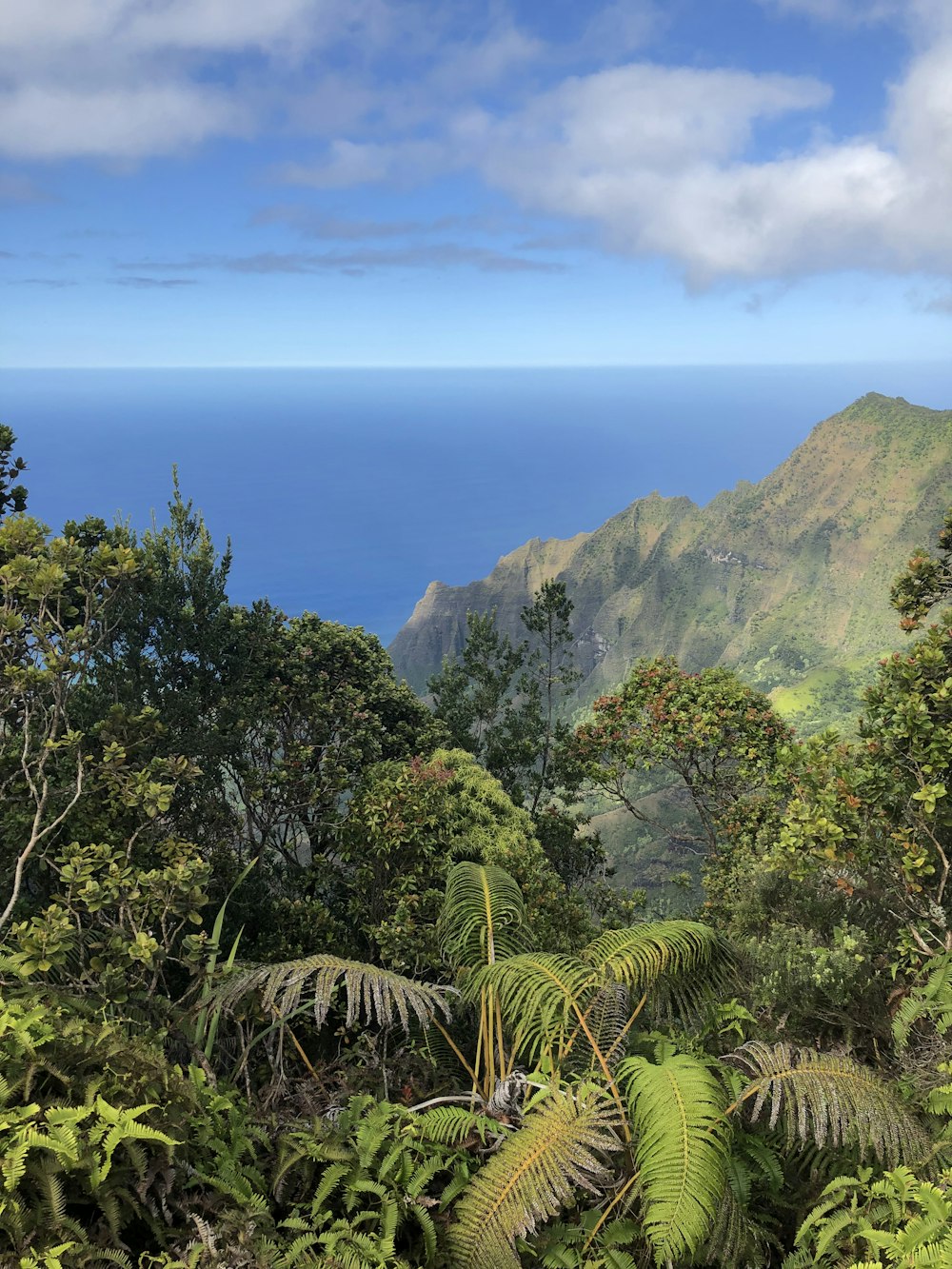 green trees on mountain under blue sky during daytime