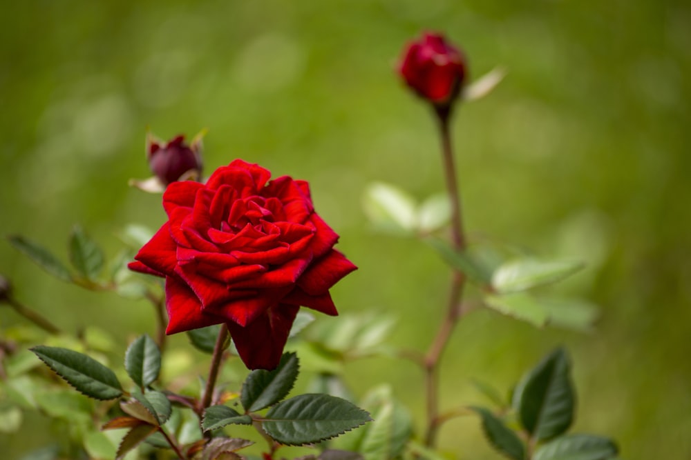 red rose in bloom during daytime