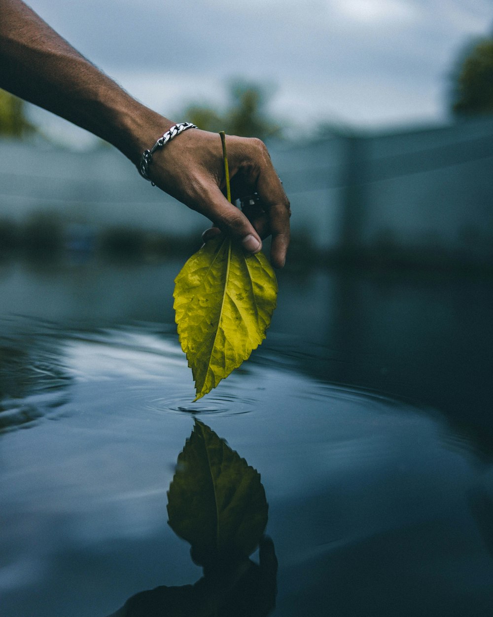 person holding yellow leaf on water