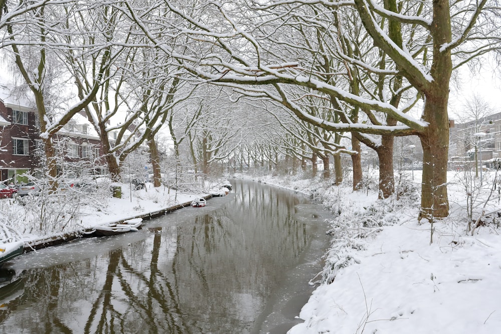 snow covered trees and road during daytime