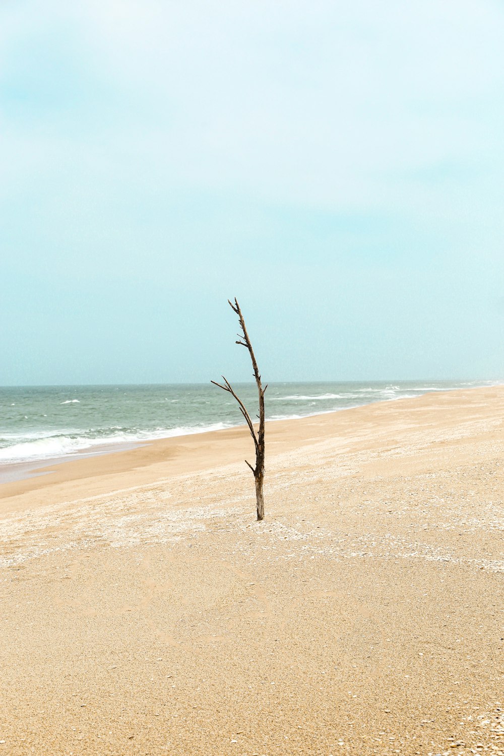 albero nudo sulla riva della spiaggia durante il giorno