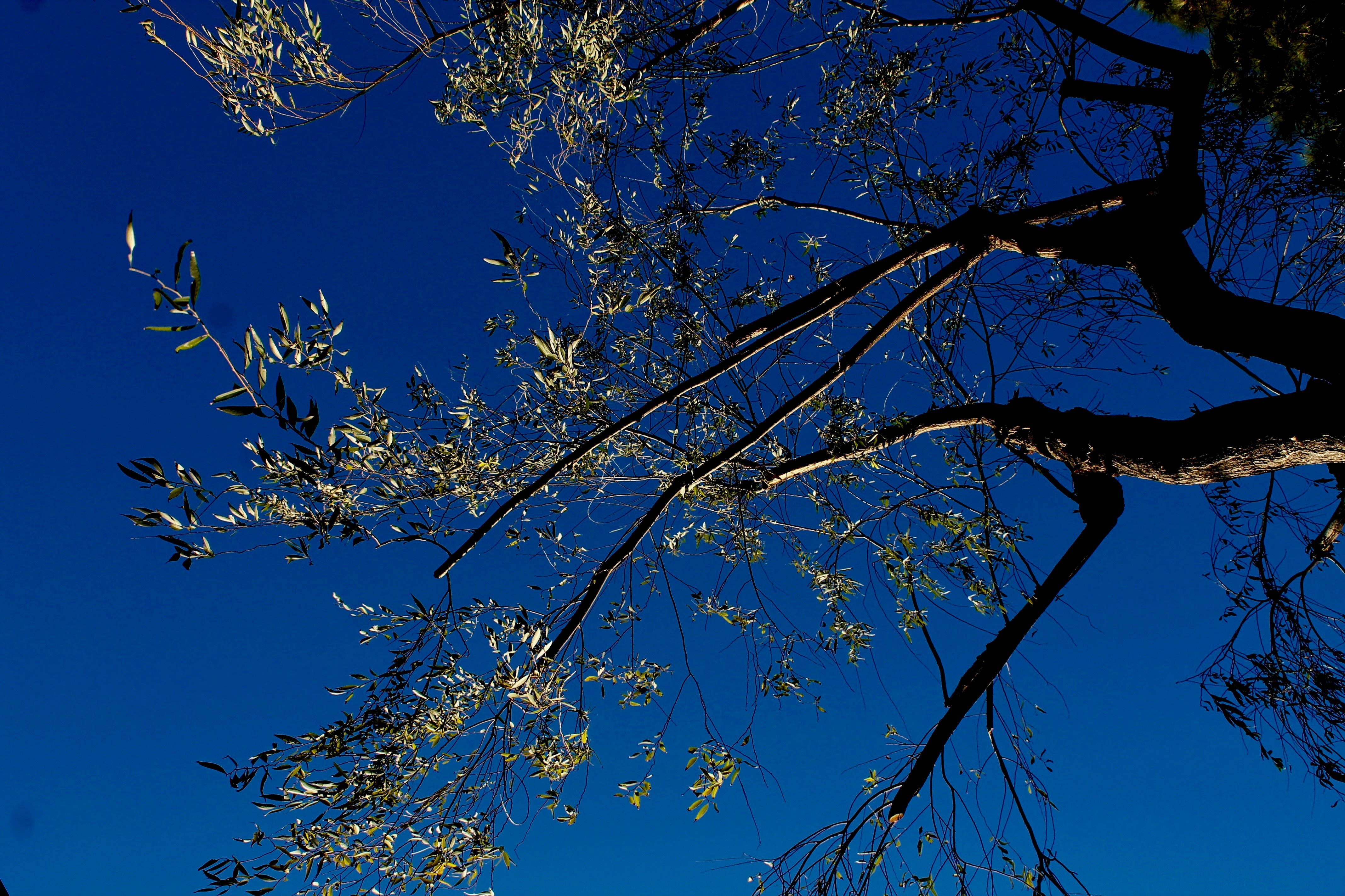 Photo by palmspringsdon