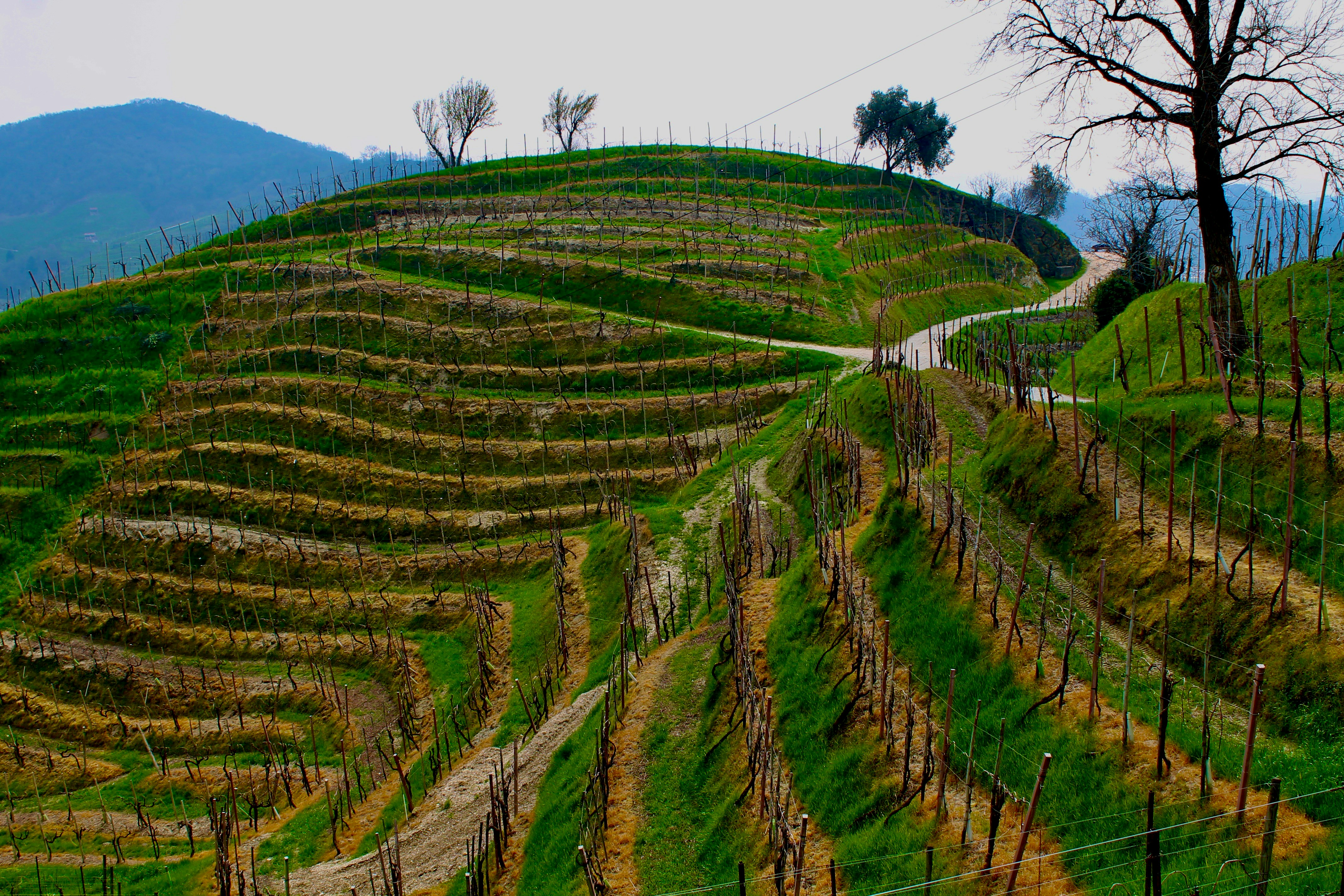 Photo by palmspringsdon