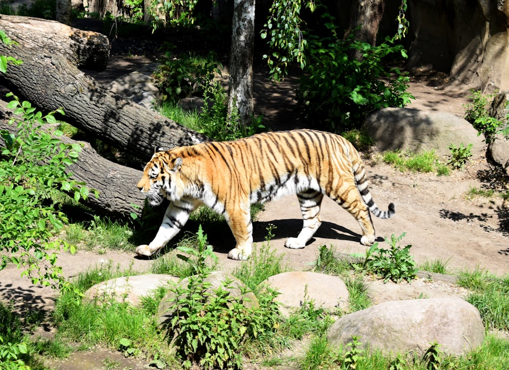 tiger lying on gray rock