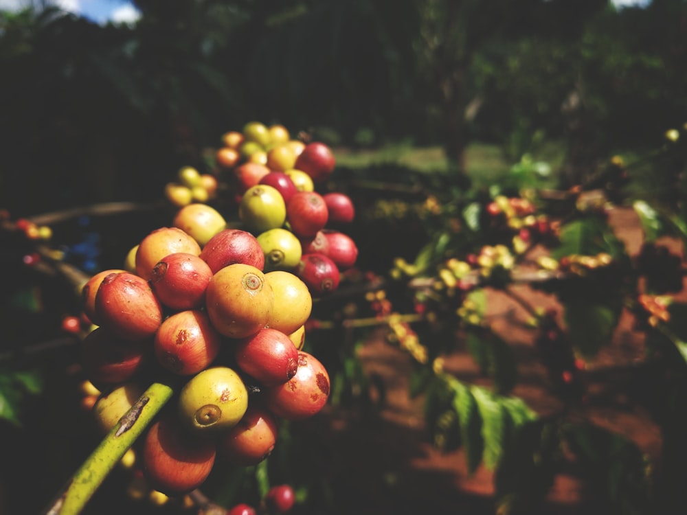 red and yellow round fruits