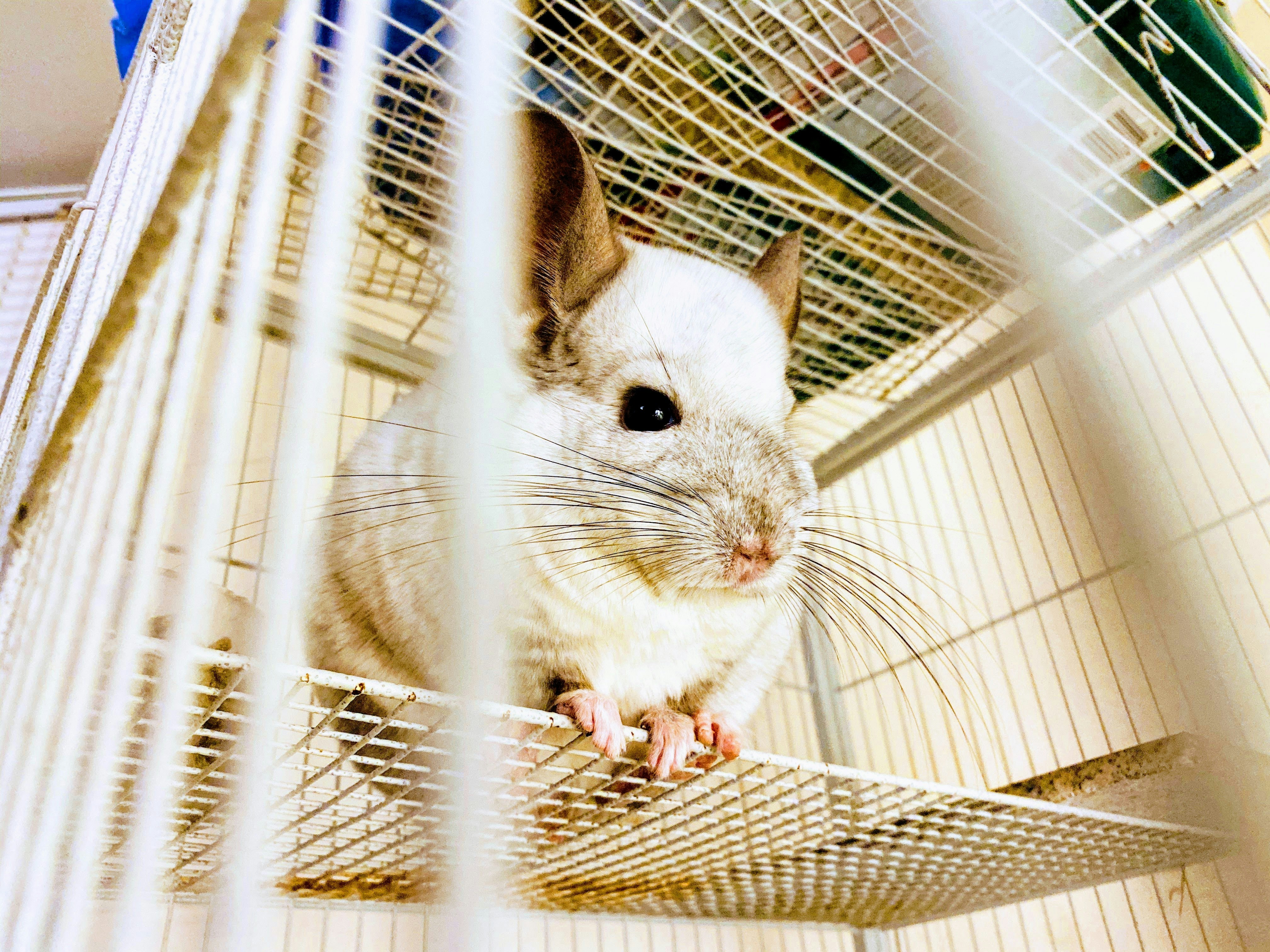 Proper hamster cage setup