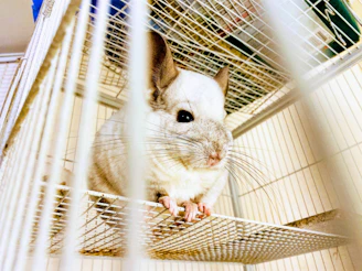 white rabbit on white cage