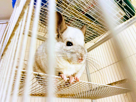 white rabbit on white cage