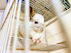 white rabbit on white cage