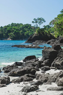 green trees on black rock formation near blue sea during daytime