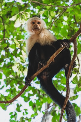 black and white monkey on tree branch during daytime