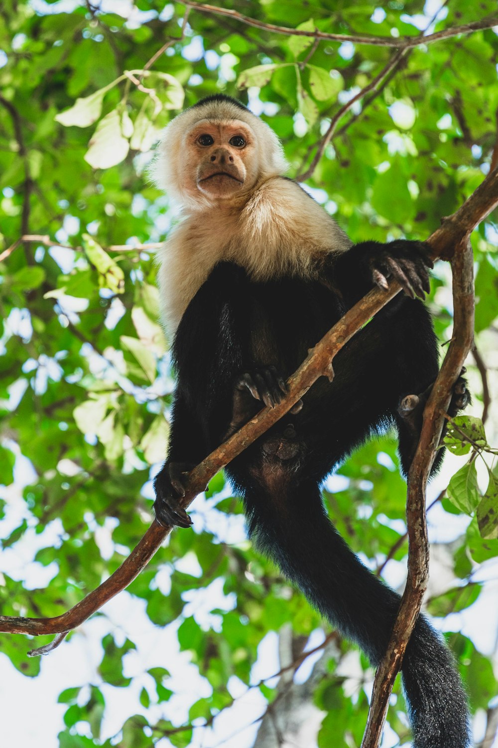 singe noir et blanc sur une branche d’arbre pendant la journée