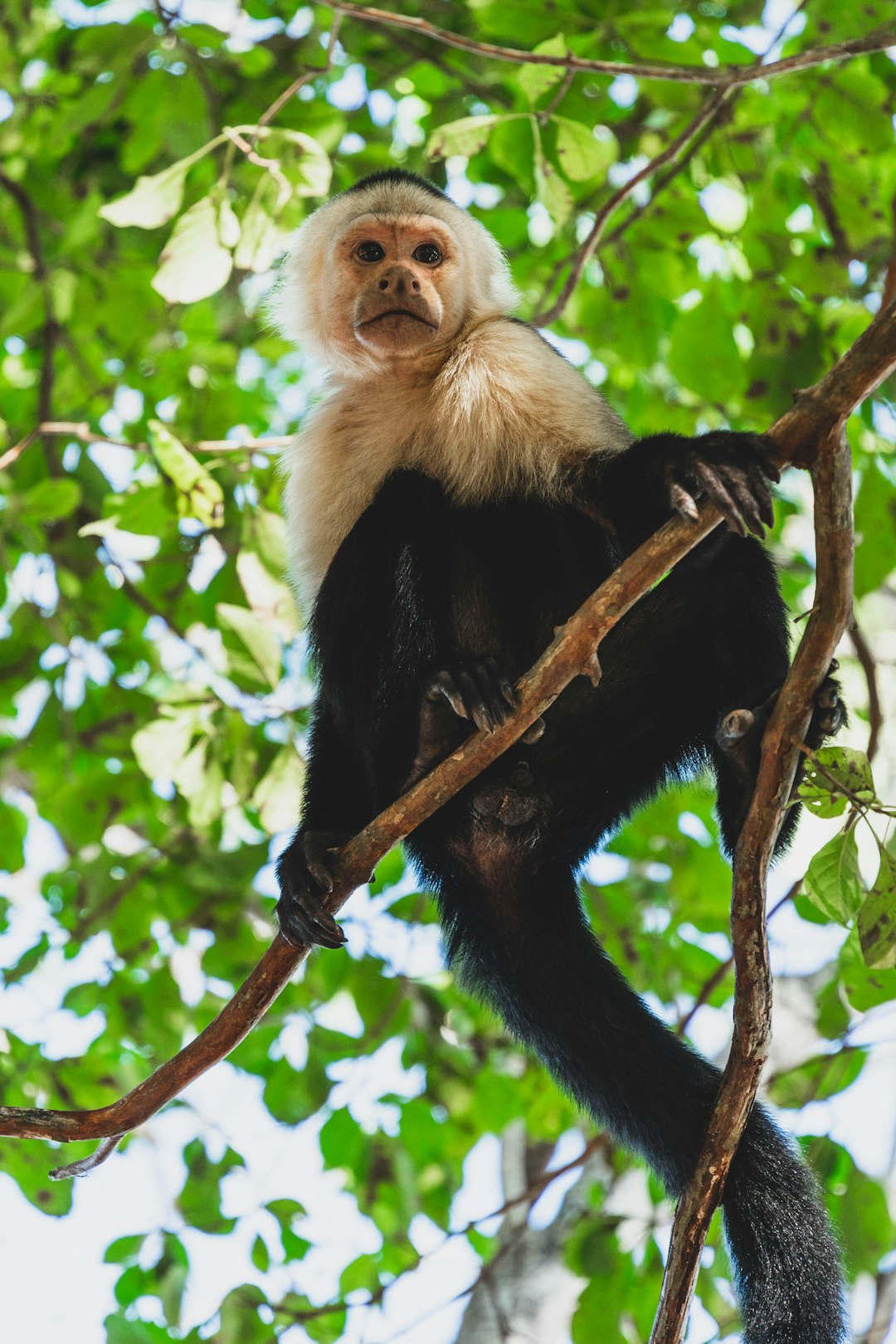  black and white monkey on tree branch during daytime monkey