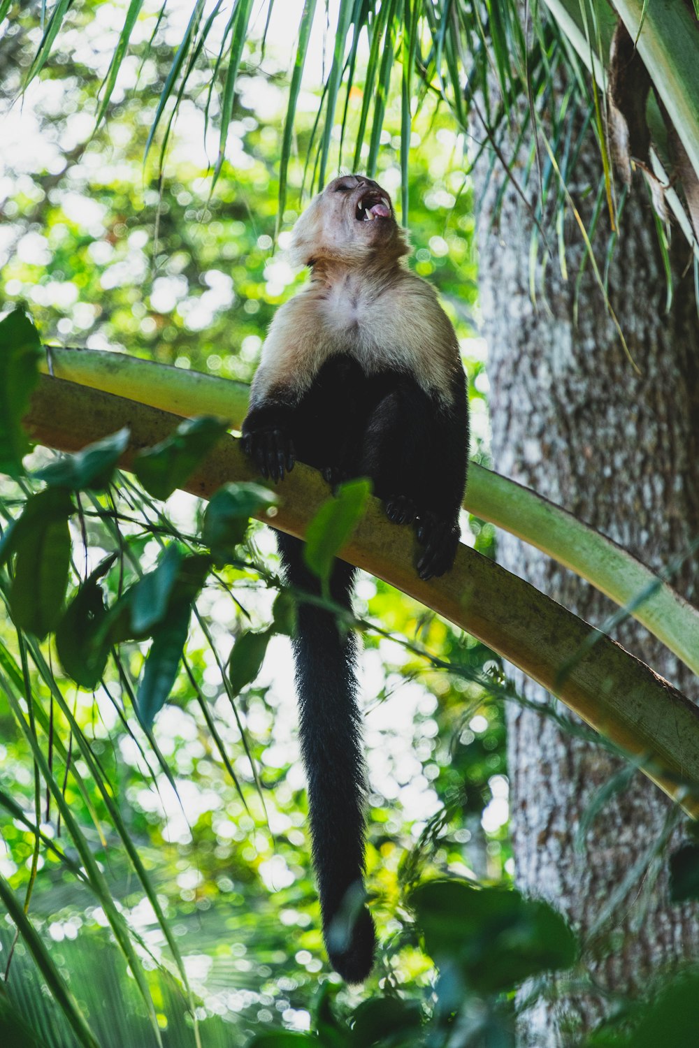 singe noir et blanc sur une branche d’arbre pendant la journée