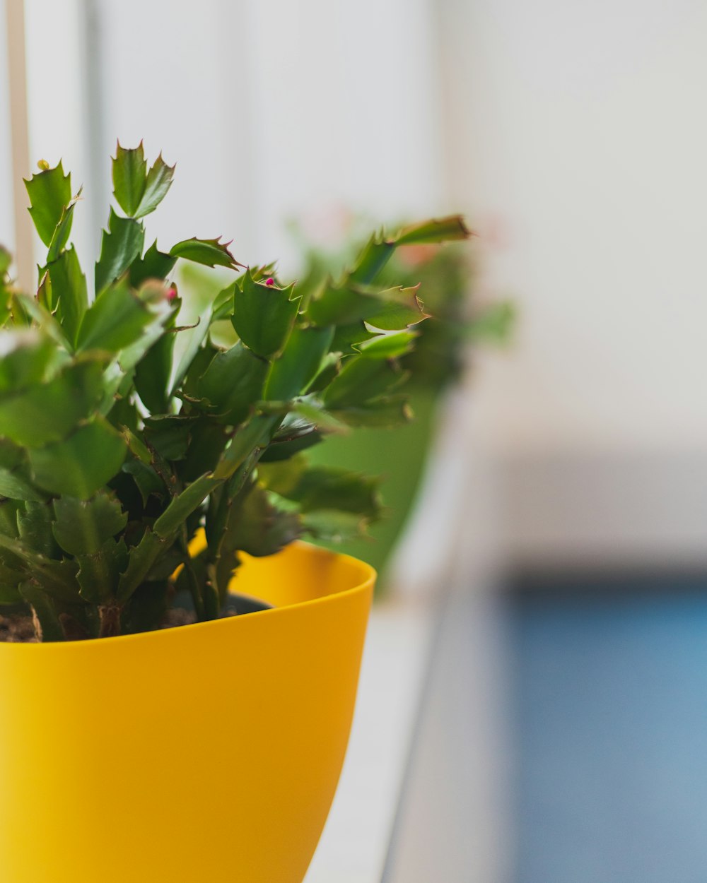 green plant in yellow pot