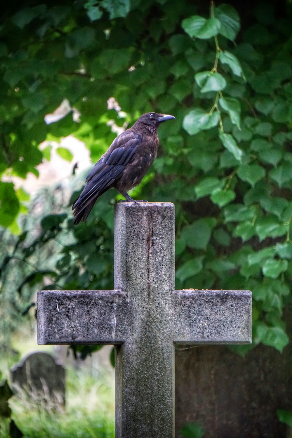 black bird on gray concrete fence during daytime