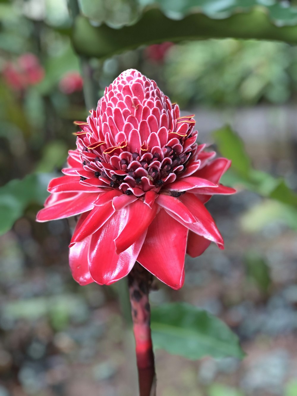 red and white flower in tilt shift lens