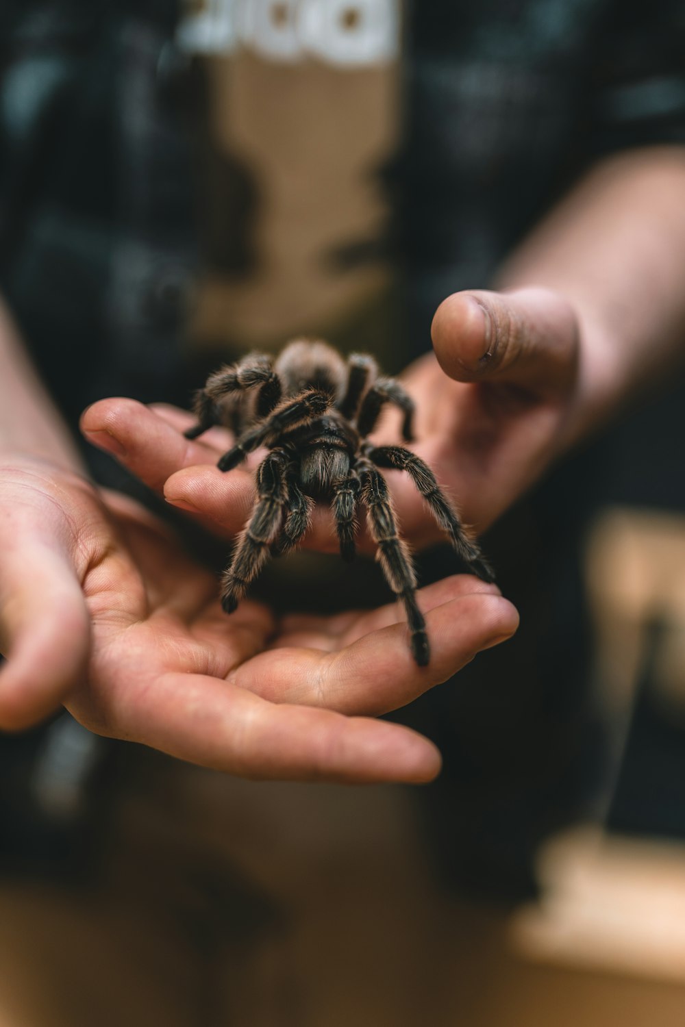 uma pessoa segurando uma aranha em suas mãos