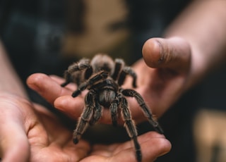 A tarantula walking in hands