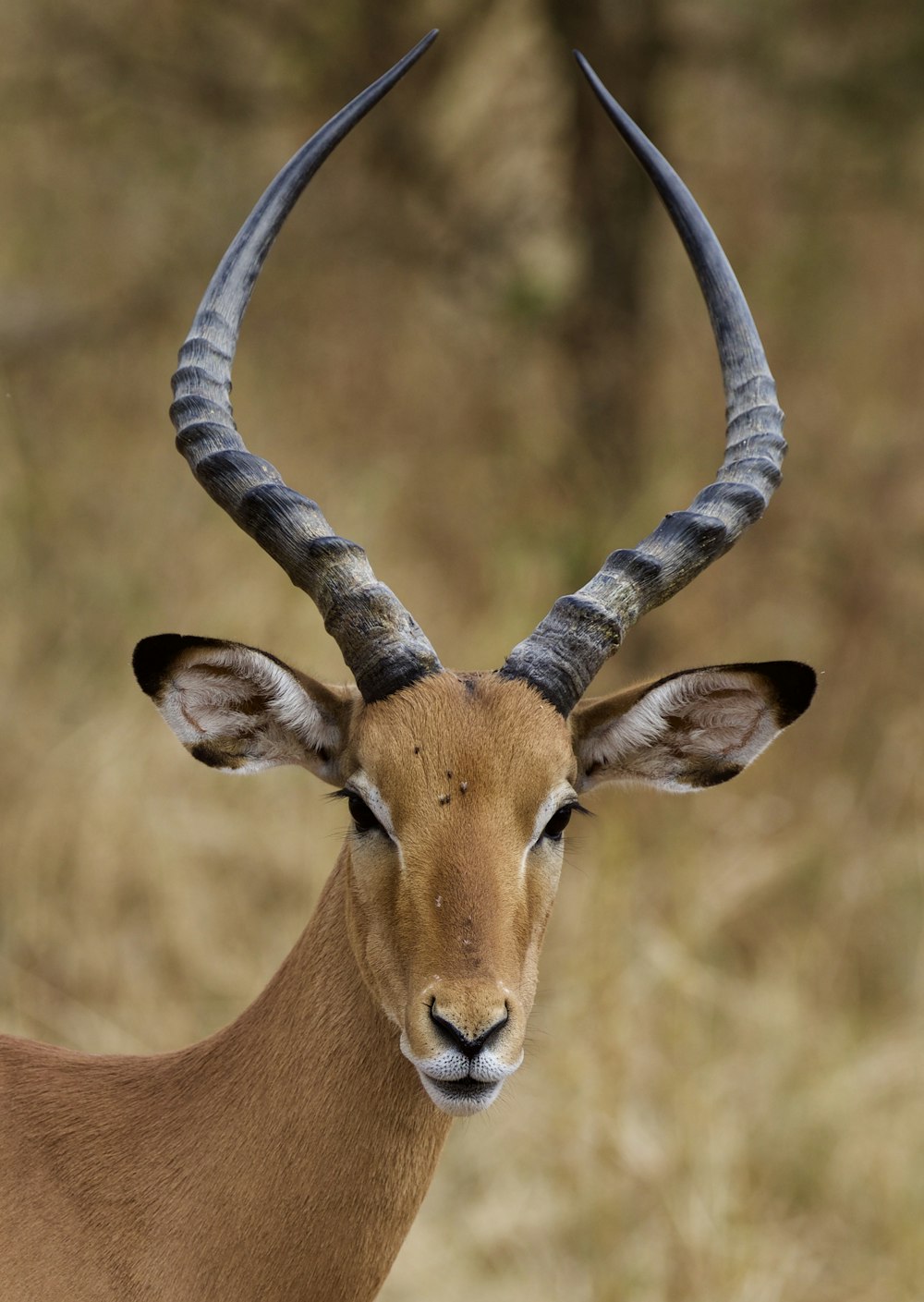 Brauner und weißer Tierkopf