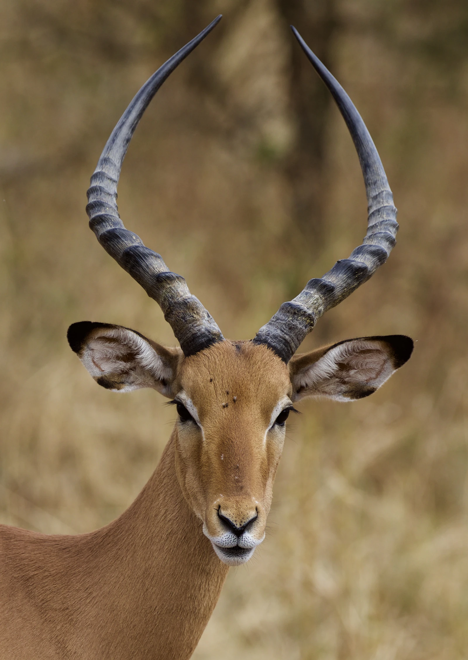 Safari image 2