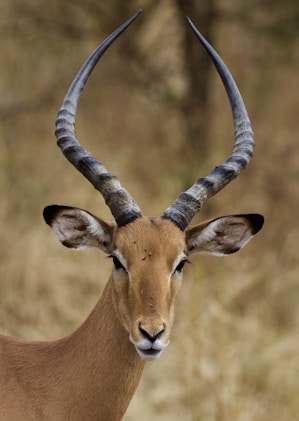 brown and white animal head