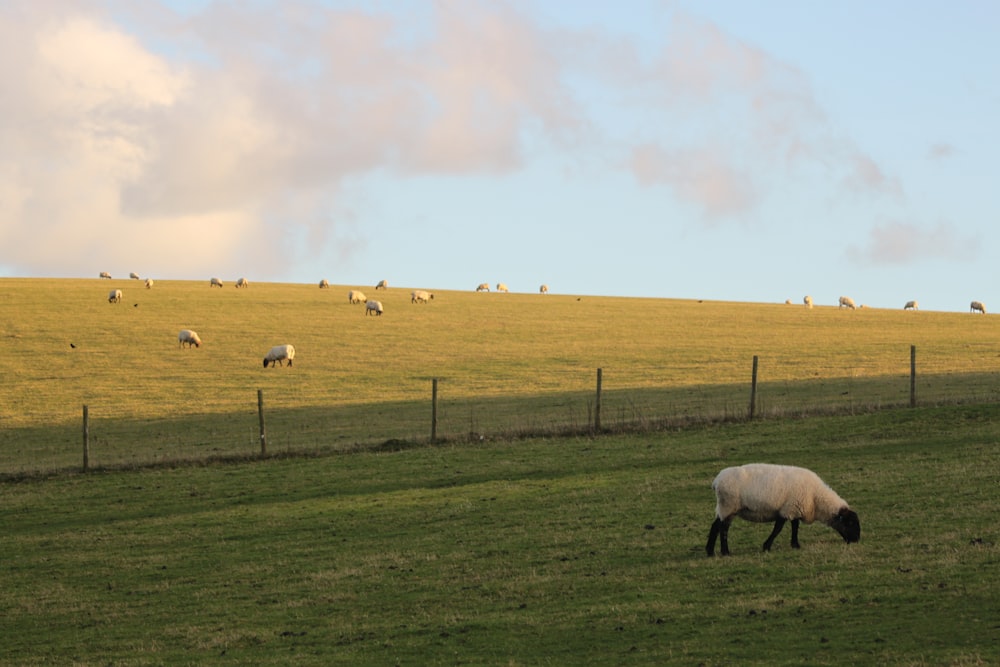 white sheep on green grass field under white clouds during daytime
