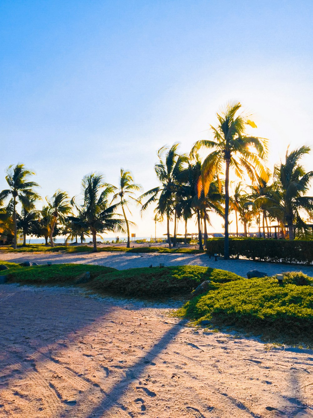 palm trees on green grass field during daytime