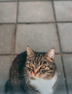 A tabby cat with a white chest and striking amber eyes sits on a tiled surface, looking up with a curious expression. The tiles are large and gray, adding contrast to the cat's fur.