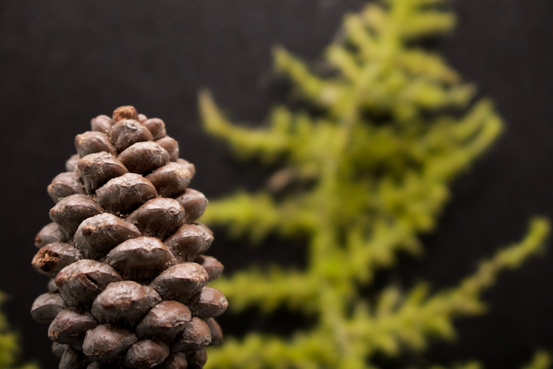 brown pine cone on green tree