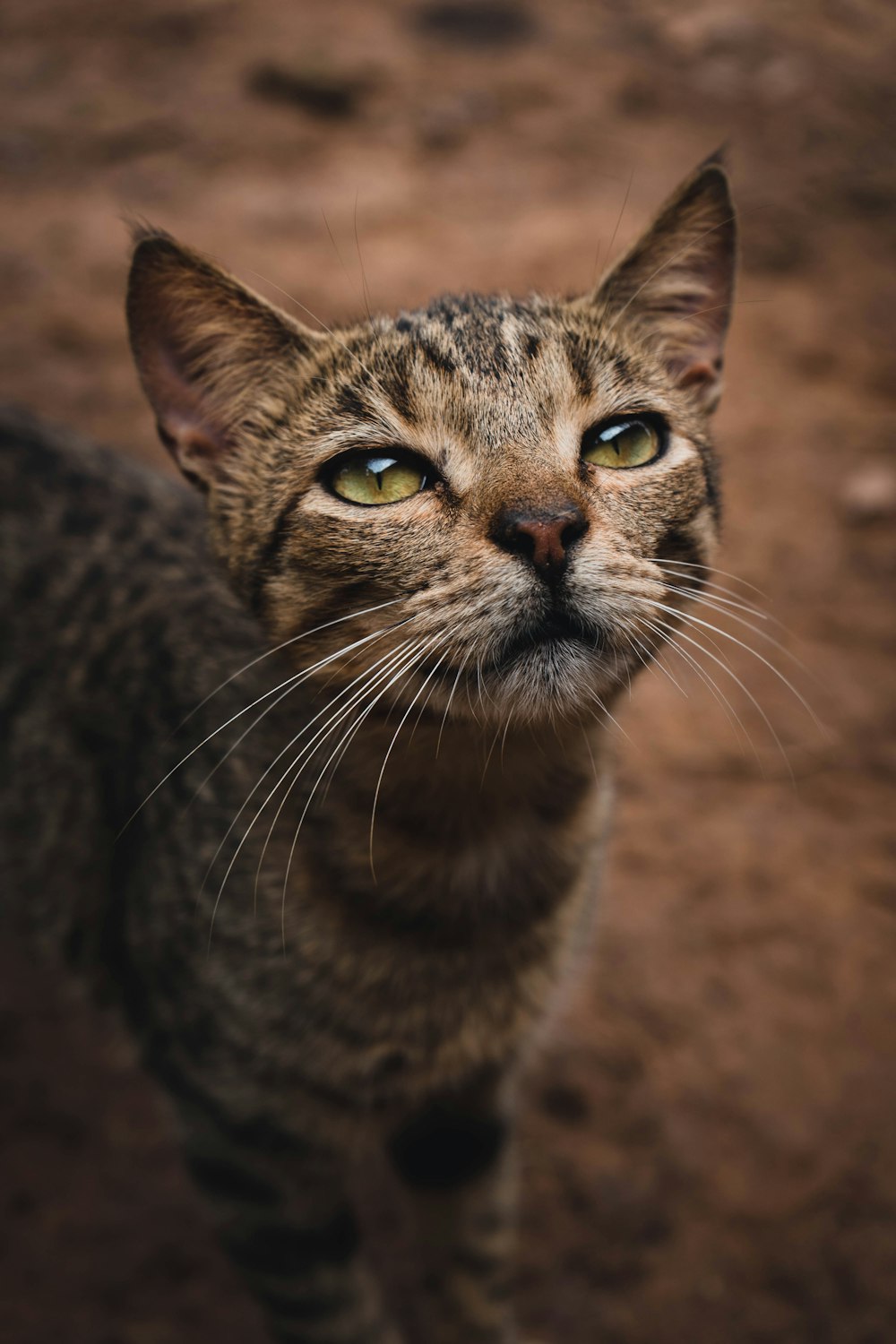 brown tabby cat on brown ground