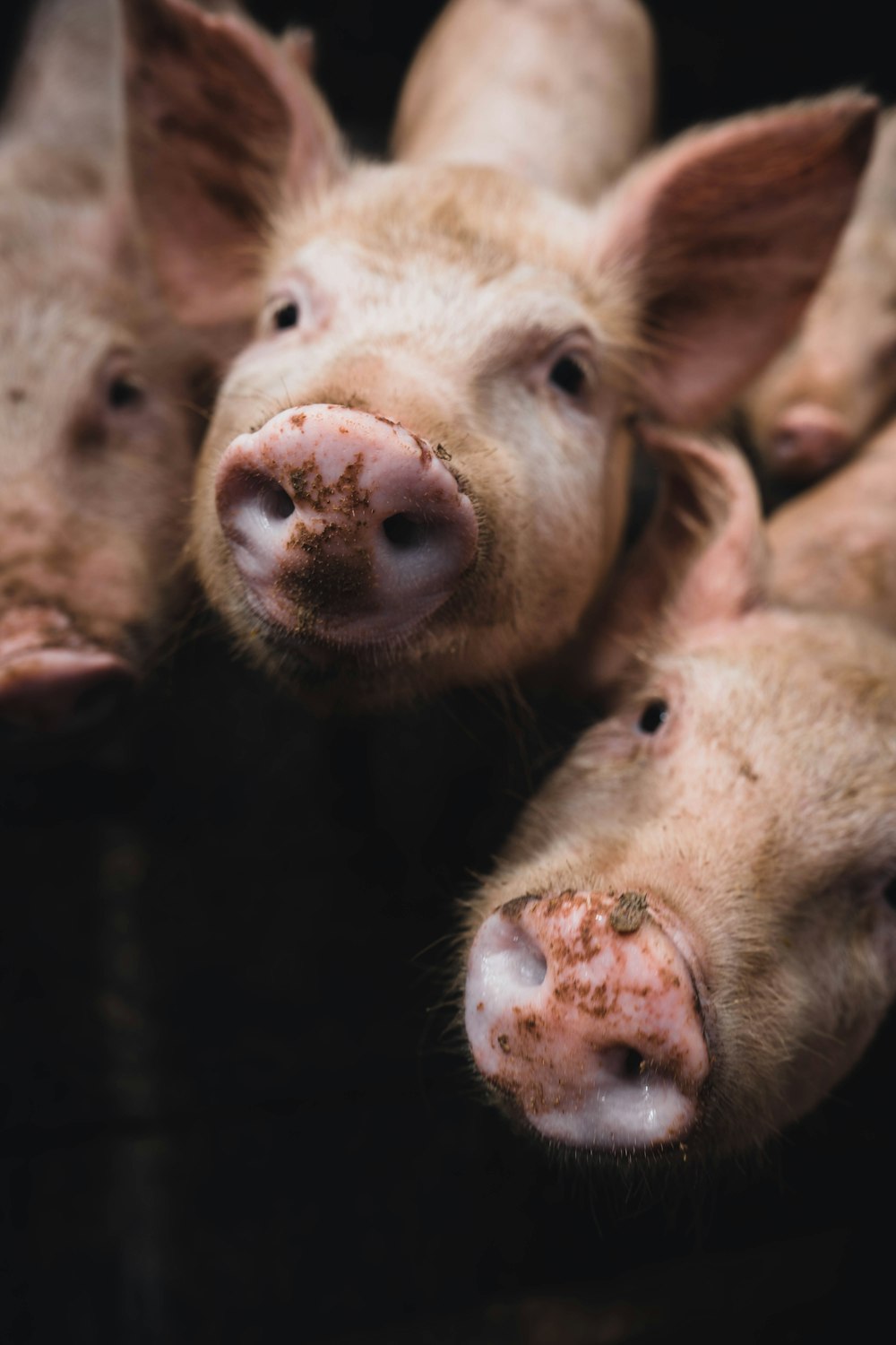 pink pigs in close up photography