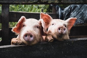 a couple of pigs that are laying down