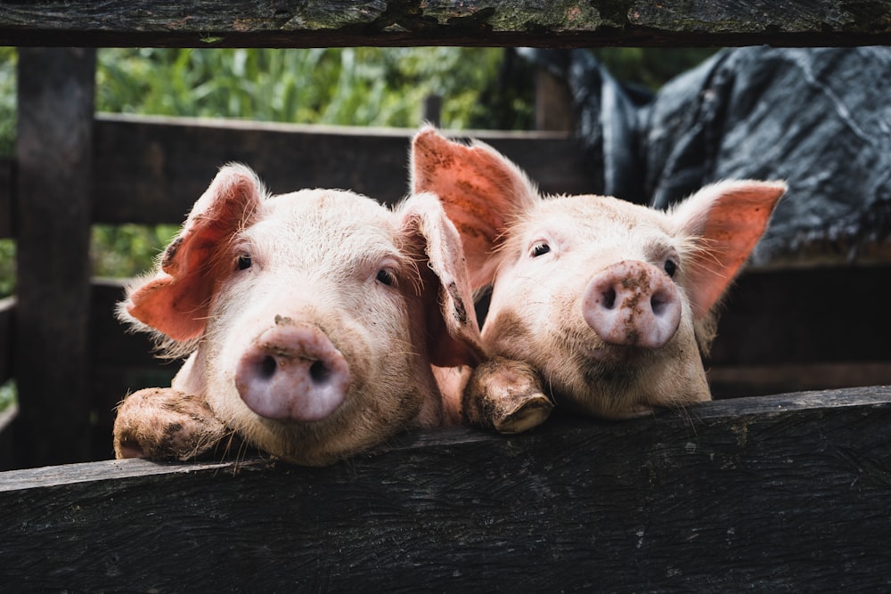 a couple of pigs that are laying down