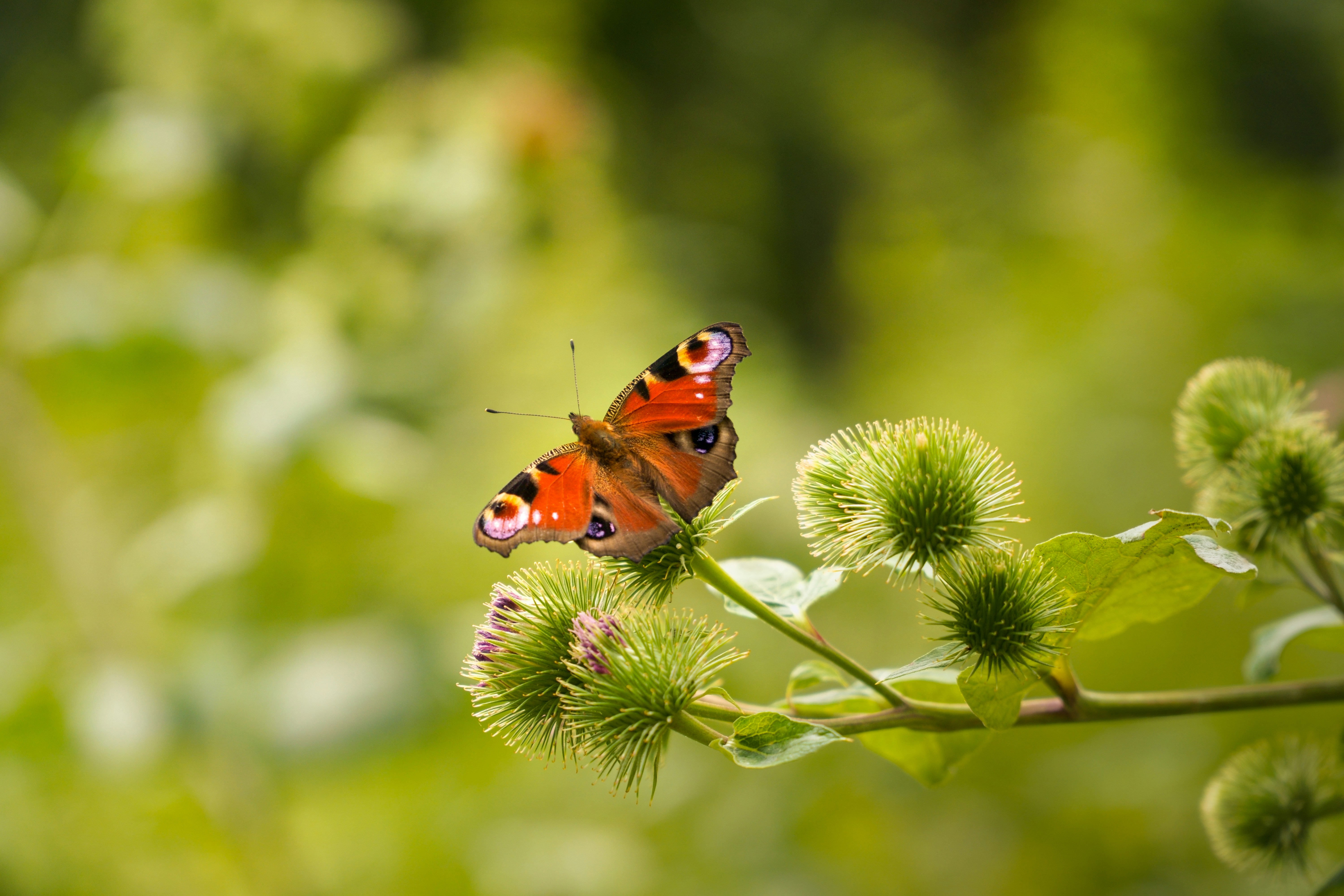 Photo by mariusgerome