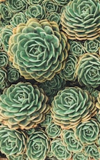 green succulent plant in close up photography