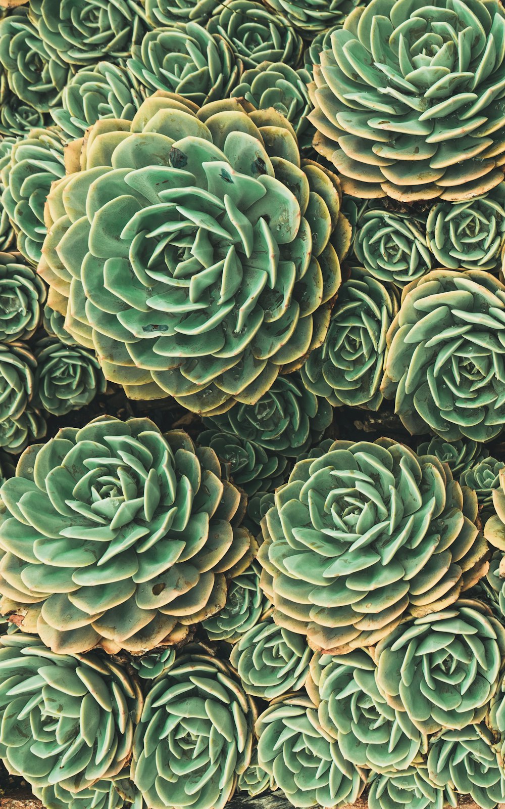 green succulent plant in close up photography