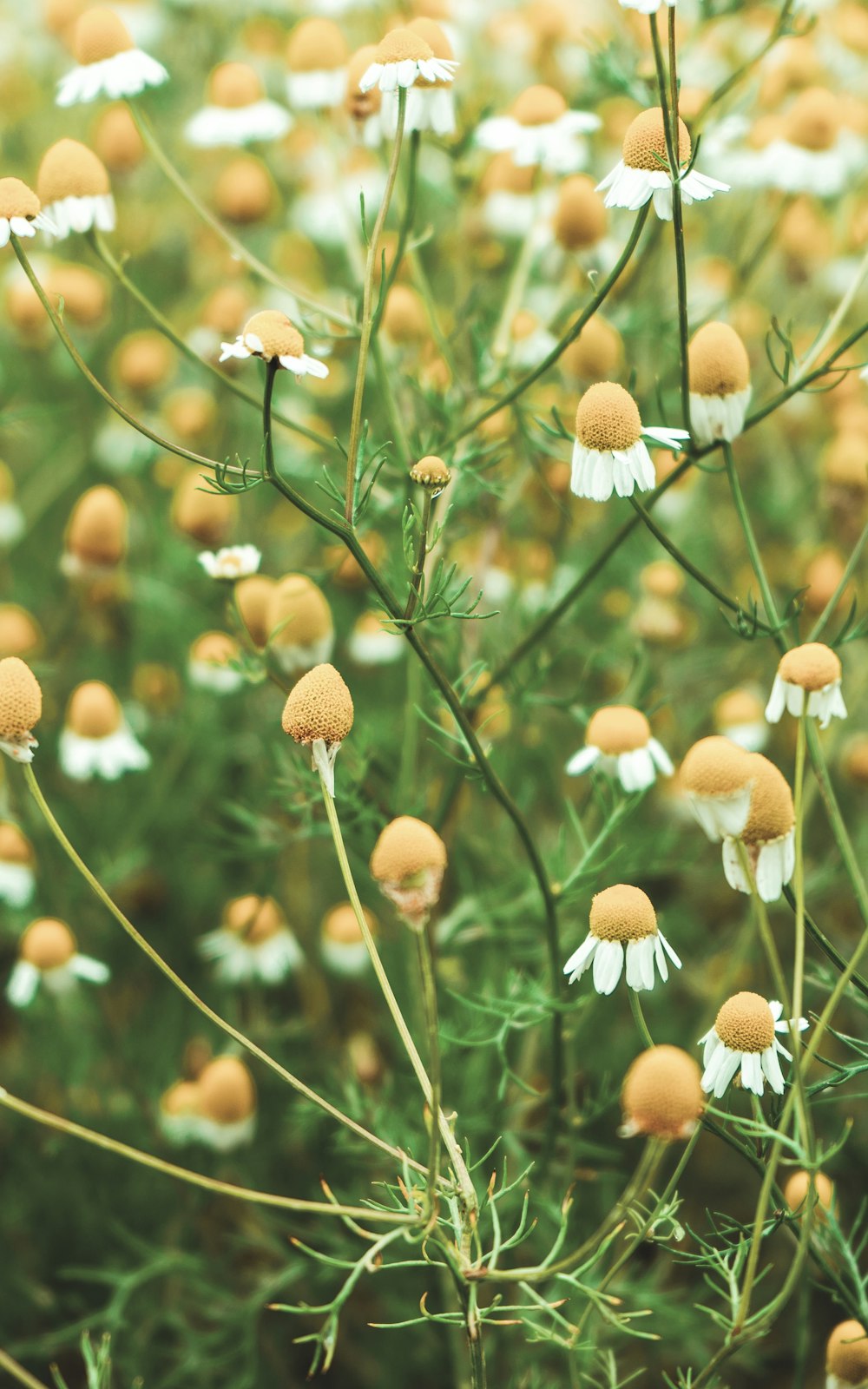 brown and white flower in tilt shift lens