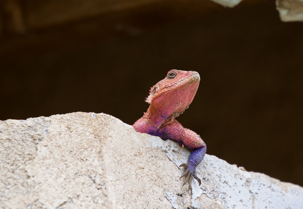 red and blue bearded dragon on brown rock