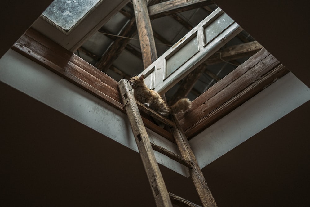 brown wooden ladder leaning on brown wooden frame
