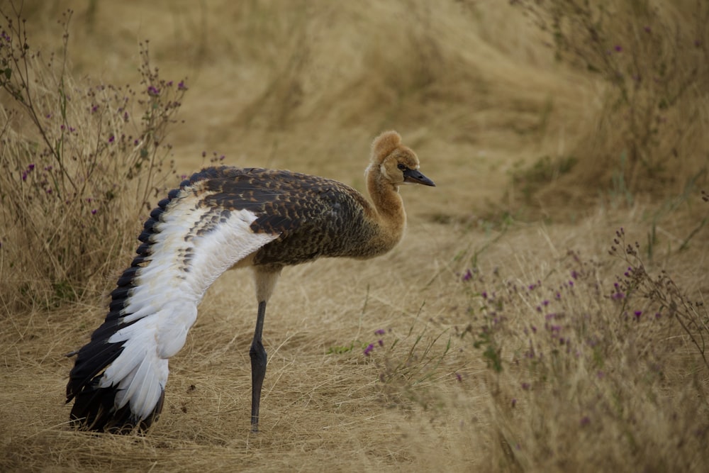 white and black bird on brown grass during daytime