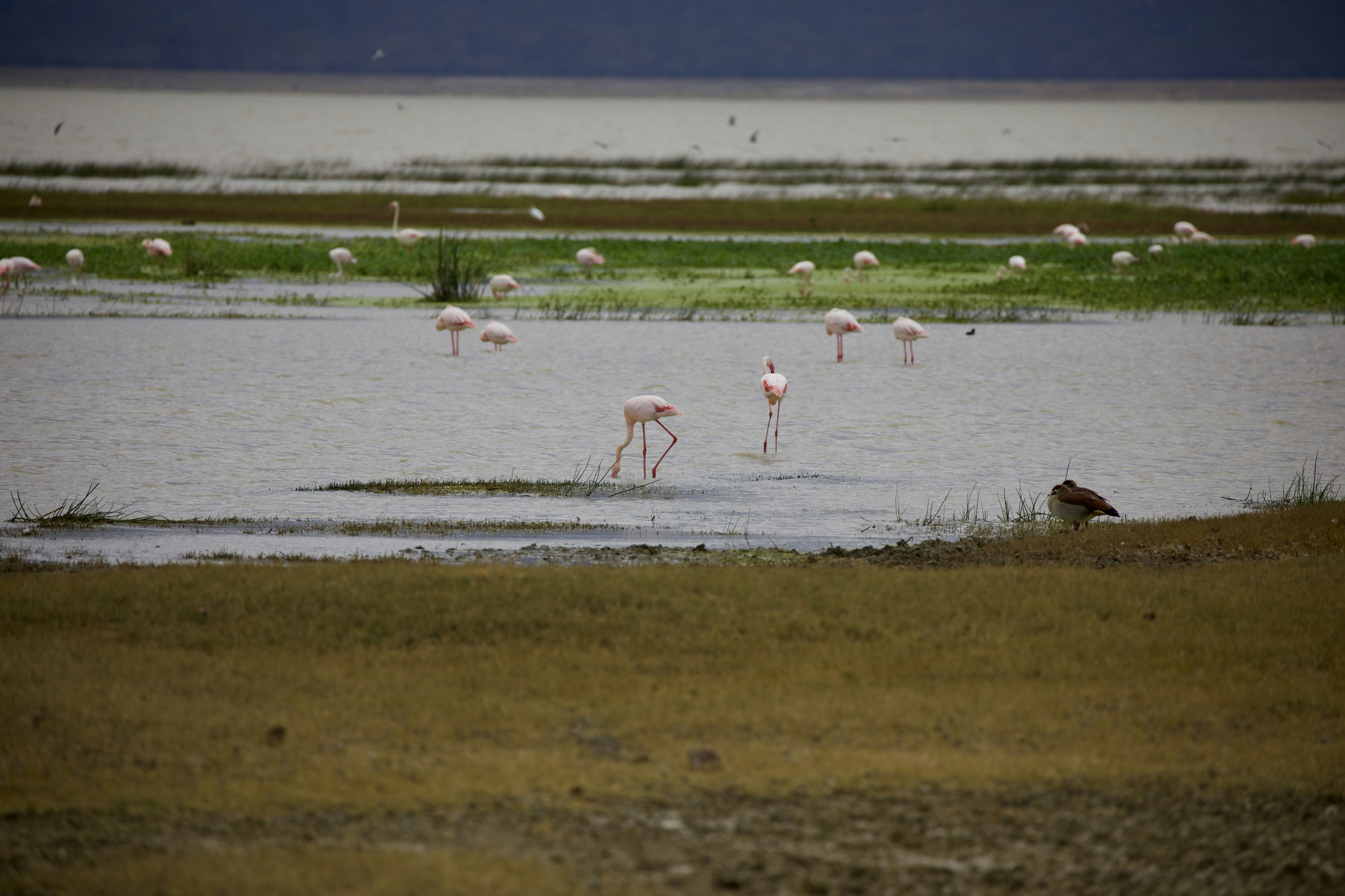 Flamingo Guesthouse