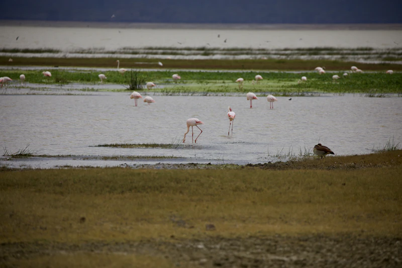 A flock of flamingos wading on a soda lake in Tanzania
