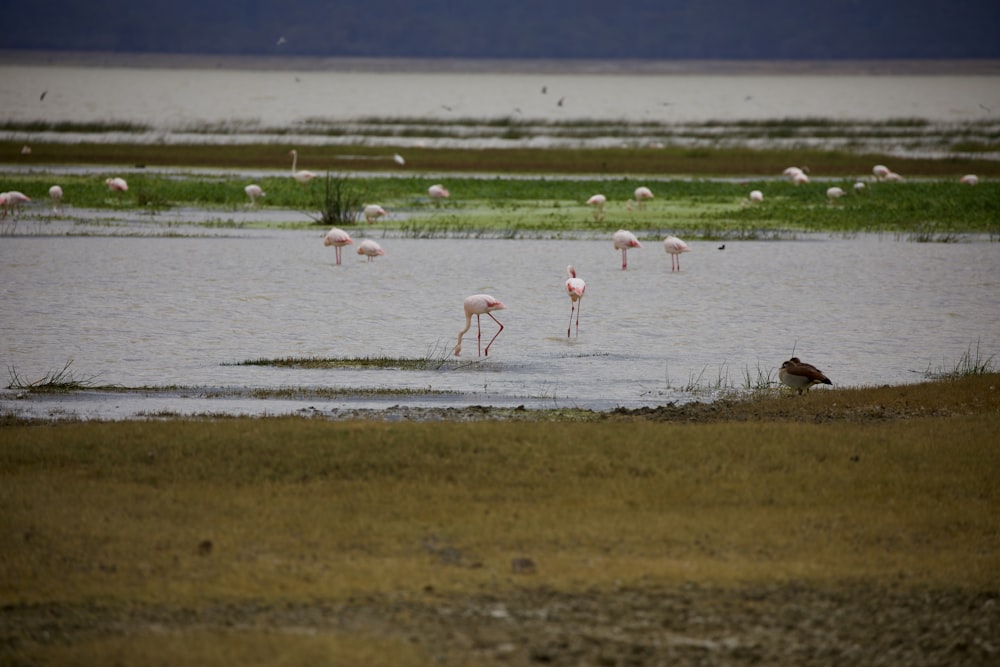 flock of flamingos on water during daytime