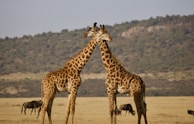 Tanzania